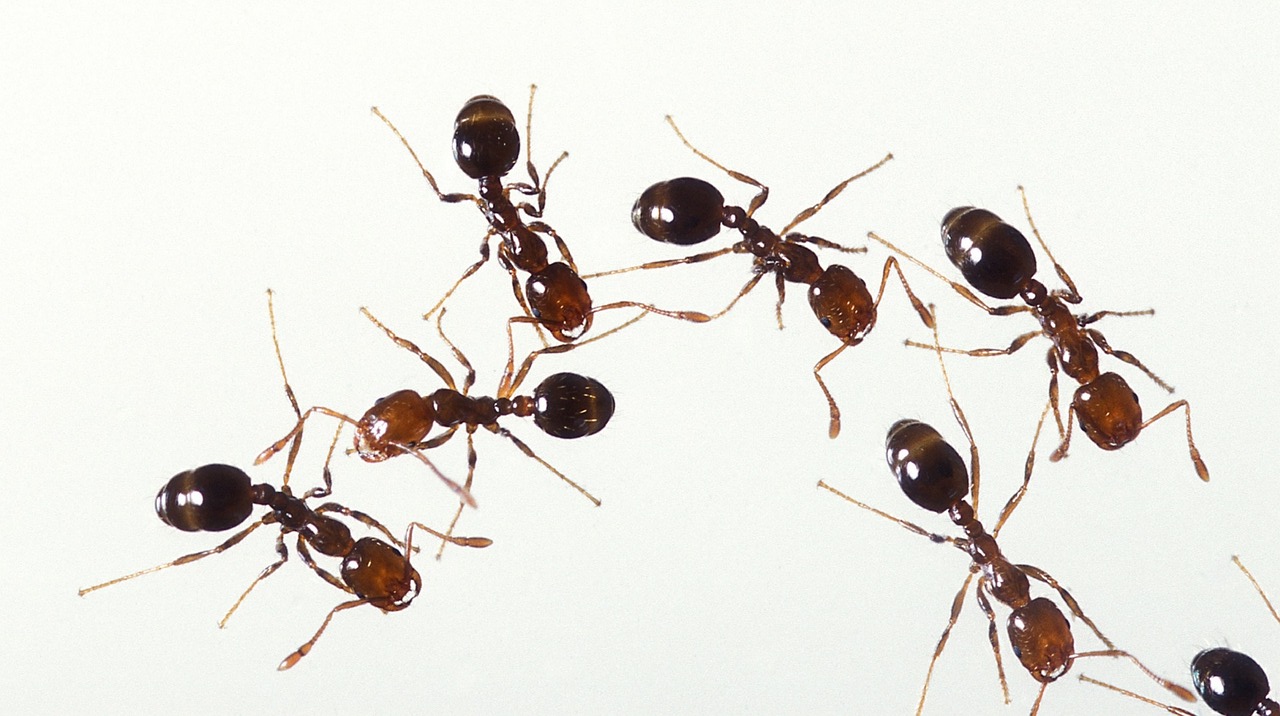 formigas